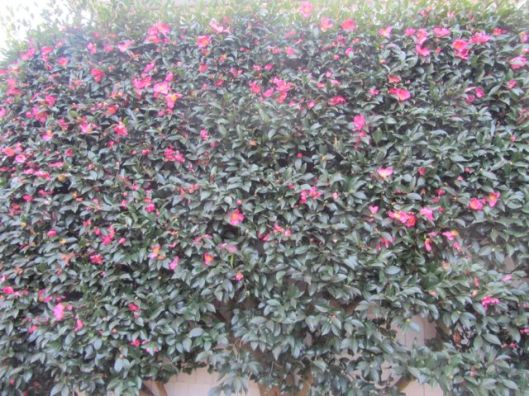 camellia 1
