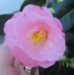 pink camellia