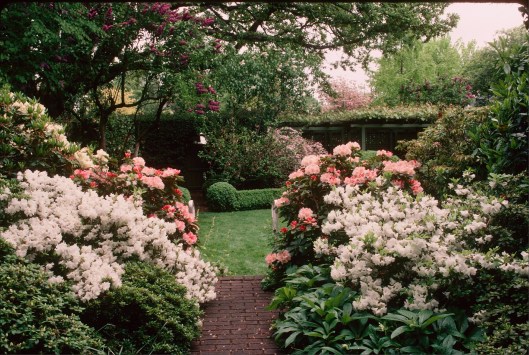 Home Garden - Evergreen Garden looking north (DS)