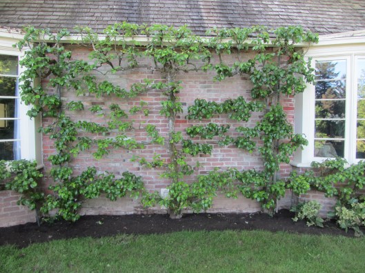 espalier 2