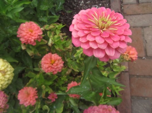 zinnias
