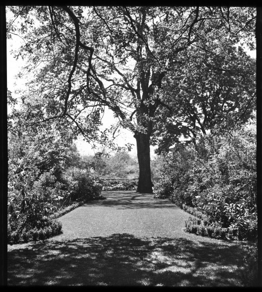 knight-library-home-garden-west-allee-looking-south-lantern-slide