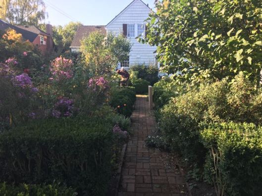 morning-in-the-garden