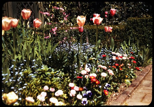 1949_knight-library-home-garden-fl-garden-tulips-1949