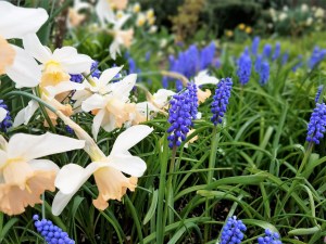 3_28 grape hyacinths