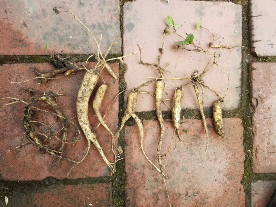 campanula rapunculoides roots