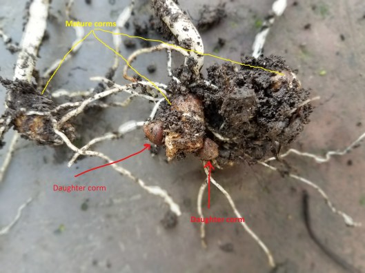 Inked20161220_150640_LI