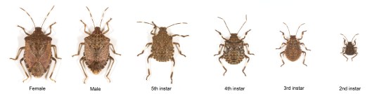 OPM_BMSB-life-stages